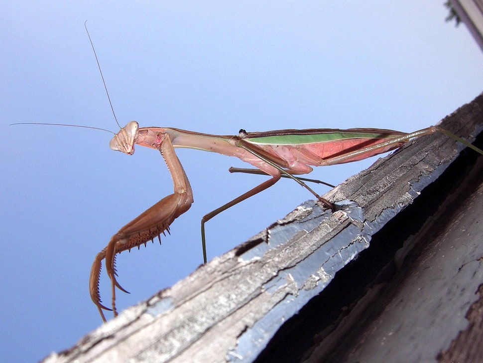 praying mantis illustration HD wallpaper